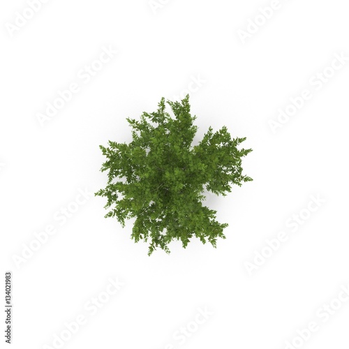Young Red Oak Tree Summer on white. 3D illustration