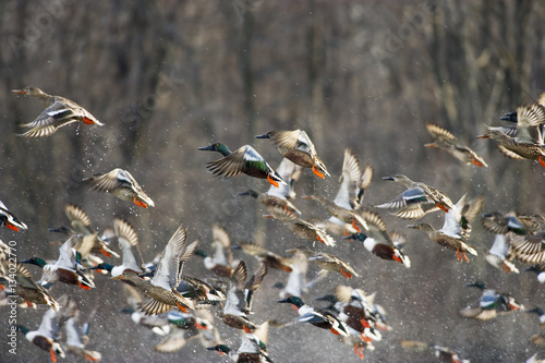 Northern Shoveler Flock Takeoff
