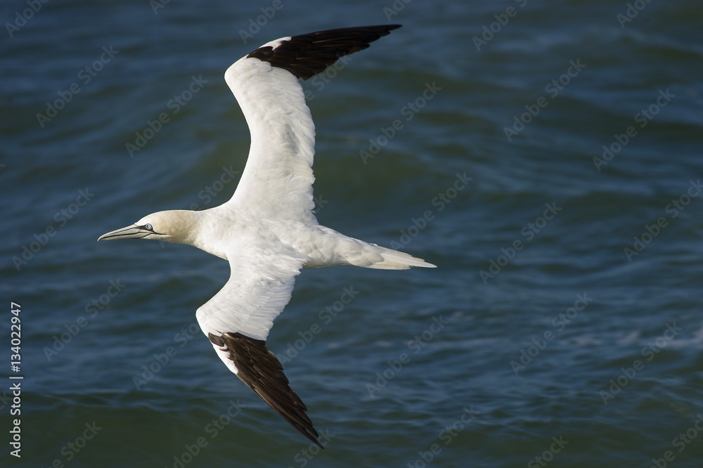 Speeding Northern Gannet Speeding Northern Gannet