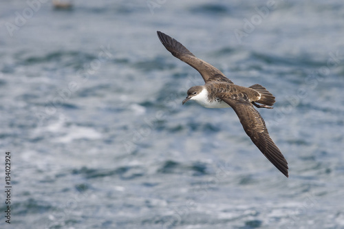 Flying Great Shearwater