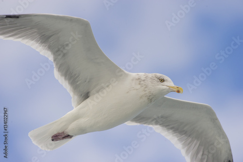 Overhead Herring Gull