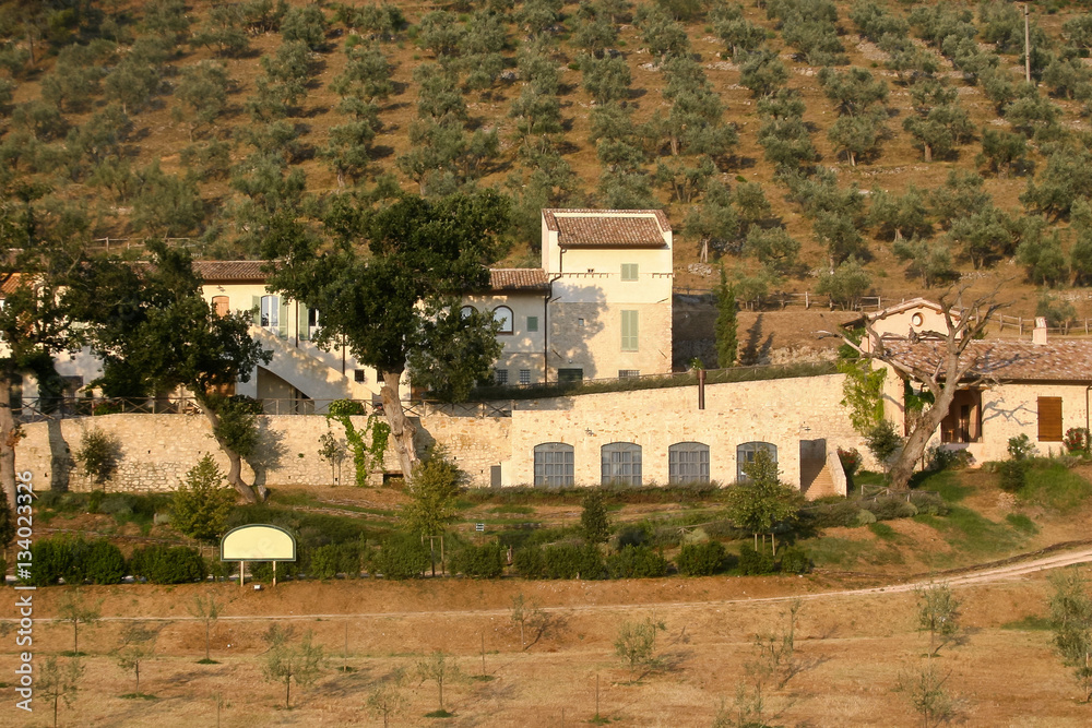 Olive farm in sunny Italy.