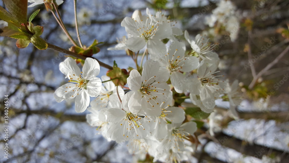 blumen und natur