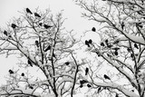Black ravens landed on a tree branches covered with snow.