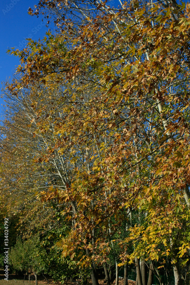 Colorfull Trees on Autumn Colorfull Trees on Autumn