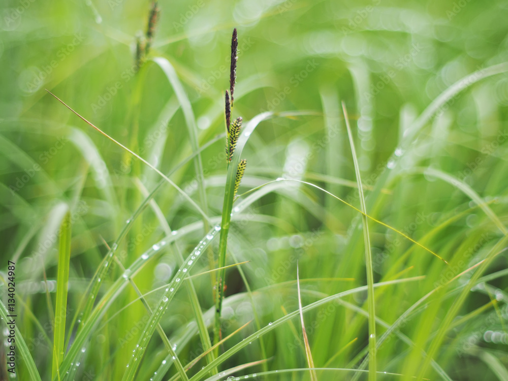 drops on grass drops on grass
