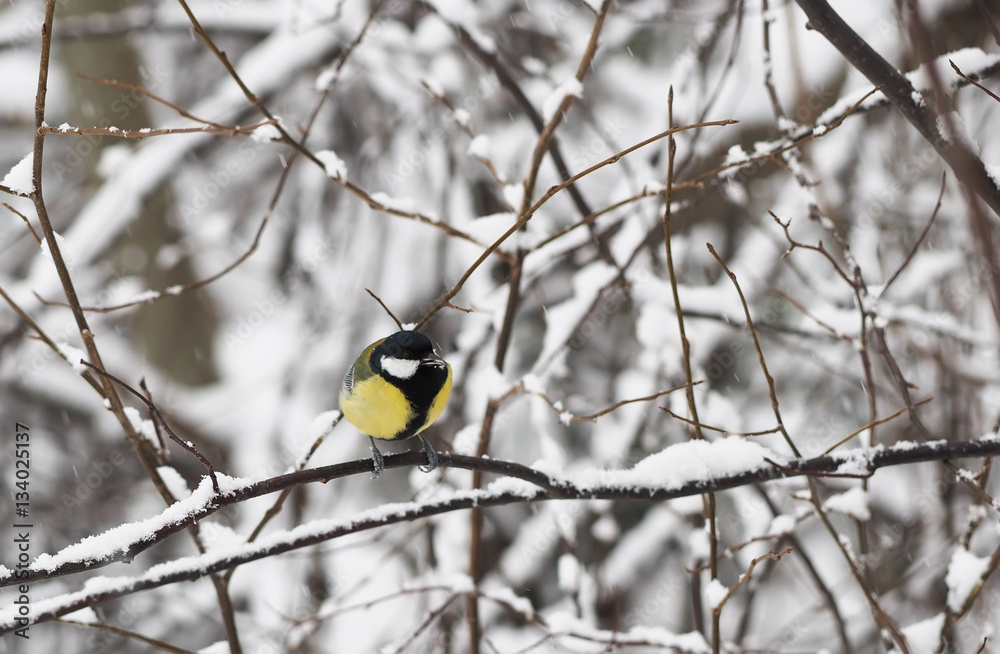 great tit in the forest great tit in the forest
