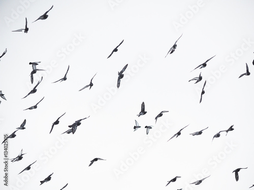 doves in flight © enskanto