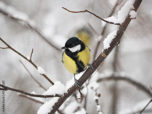 great tit in the forest