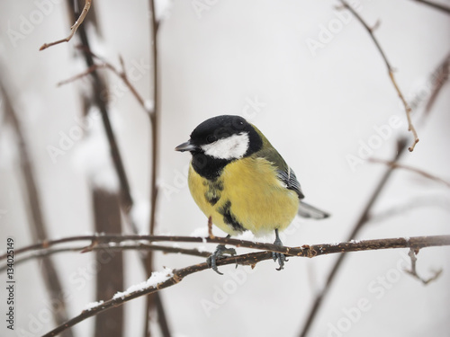 great tit in the forest