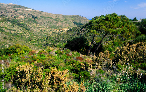 Foto macchia mediterrane isola di capraia parco nazionale arcipelago toscano toscana