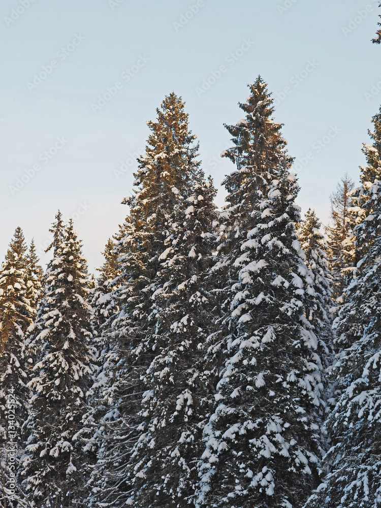 Spruce in the snow Spruce in the snow