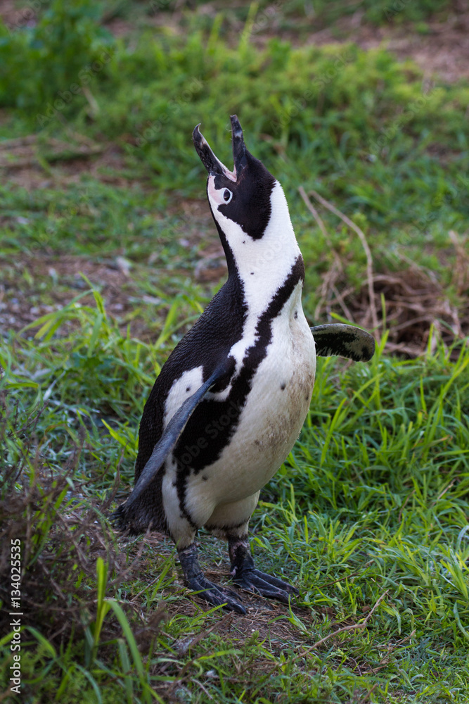 Obraz premium African penguin calling