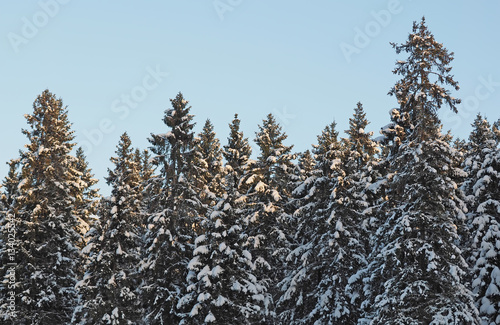Spruce in the snow