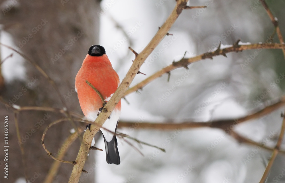 bullfinch in the forest