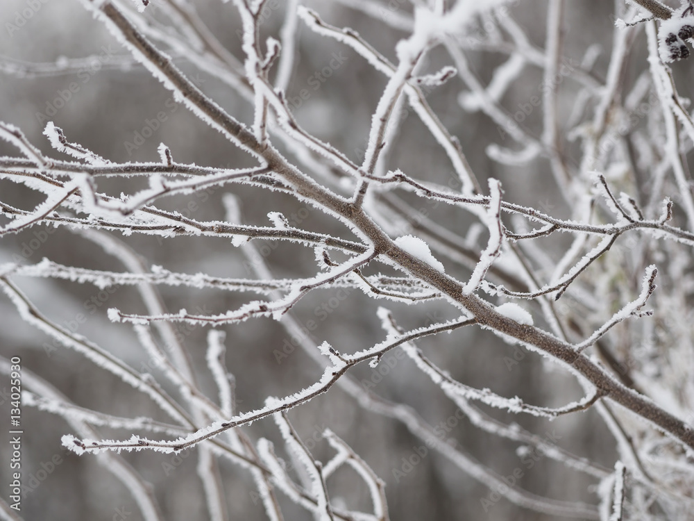 branches in snow branches in snow