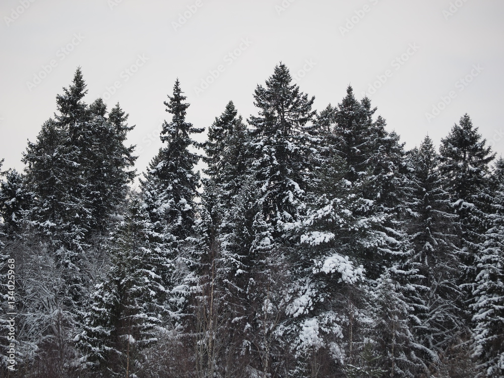 fir forest in winter