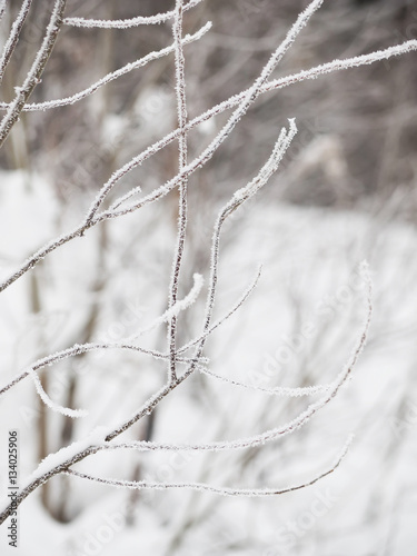 branches in snow © enskanto