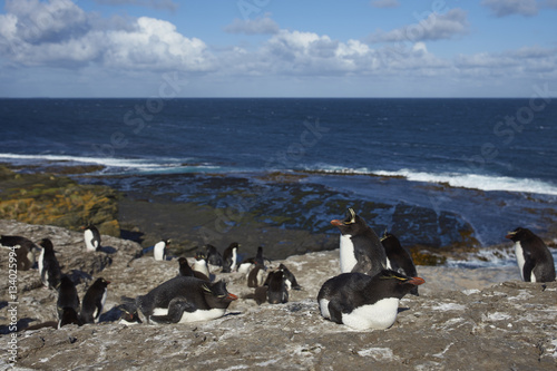 Rockhopper Penguins (Eudyptes chrysocome) on the cliffs of Bleaker Island in the Falkland Islands