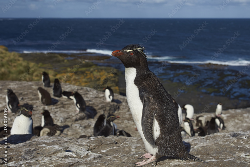 Obraz premium Rockhopper Penguins (Eudyptes chrysocome) on the cliffs of Bleaker Island in the Falkland Islands