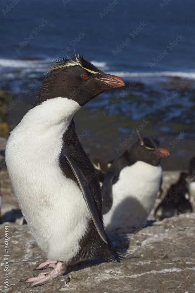 Naklejka premium Rockhopper Penguins (Eudyptes chrysocome) on the cliffs of Bleaker Island in the Falkland Islands