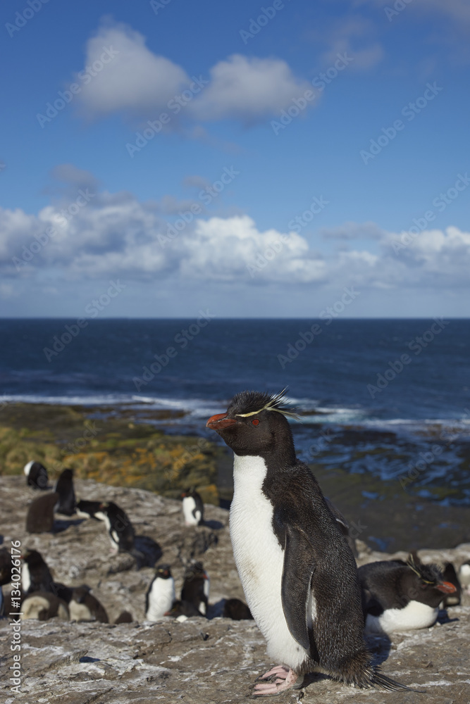 Obraz premium Rockhopper Penguins (Eudyptes chrysocome) on the cliffs of Bleaker Island in the Falkland Islands