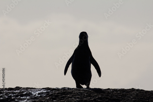 Fototapet African penguin silhouette