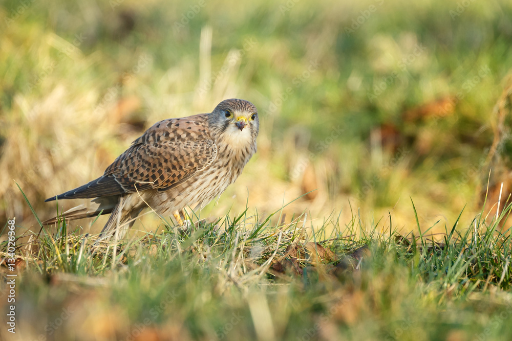 European Common Kestrel in nature
European Common Kestrel in nature