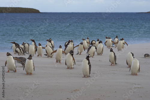 Gentoo Penguins  Pygoscelis papua  and Magellanic Penguins  Spheniscus magellanicus  on a large sandy beach on Bleaker Island in the Falkland Islands.
