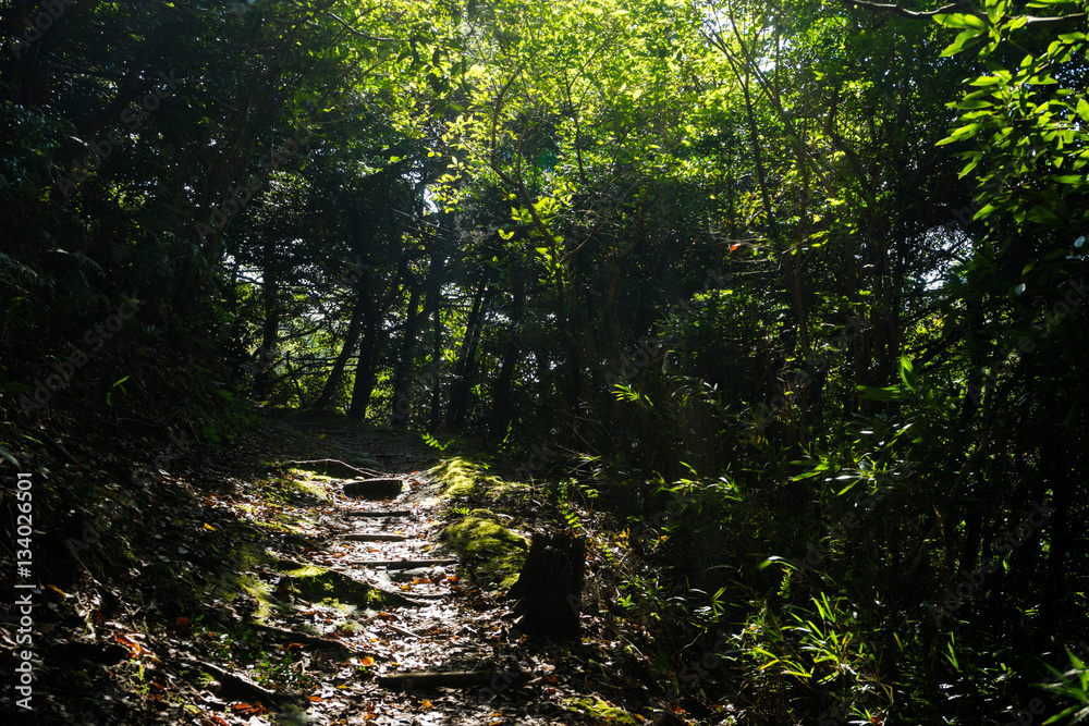 Obraz premium Mt. Kanuki hiking route