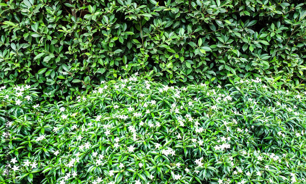 Green leaf and white flowers texture or background