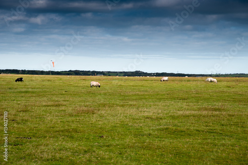 Sheep on an abandoned runway at Davidstow Airfield in Cornwall. photo