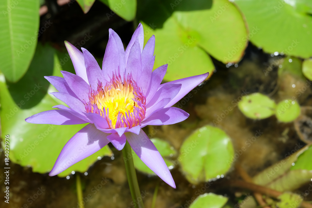 Purple lotus flower with leaf in the pond in Thailand Purple lotus flower with leaf in the pond in Thailand
