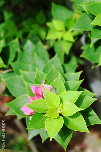 A bunch of leaves with little pink flowers