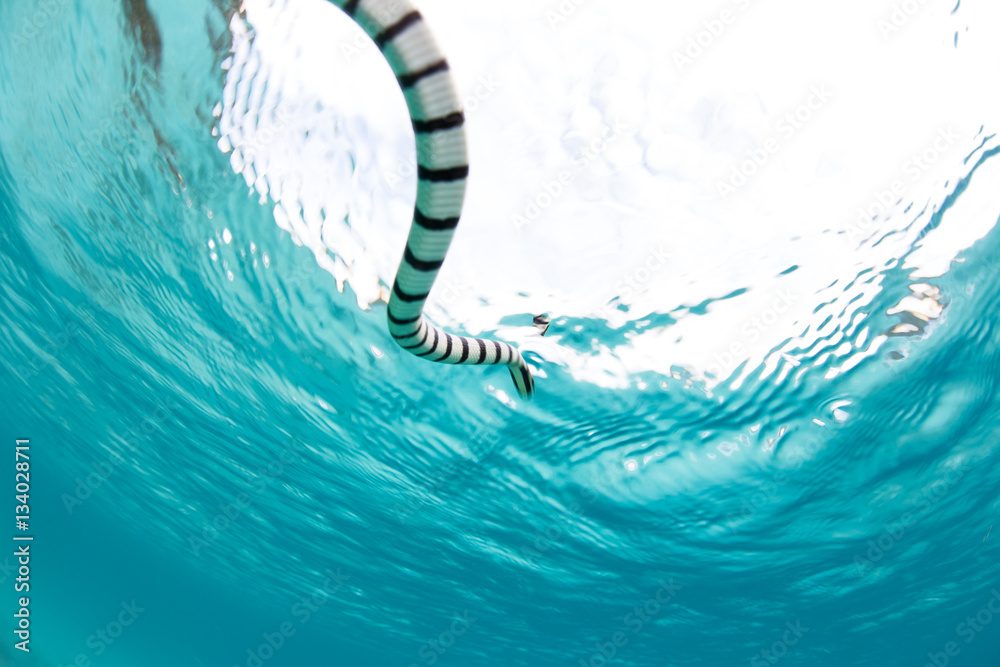 Fototapeta premium Banded Sea Snake Rising to Surface to Breathe