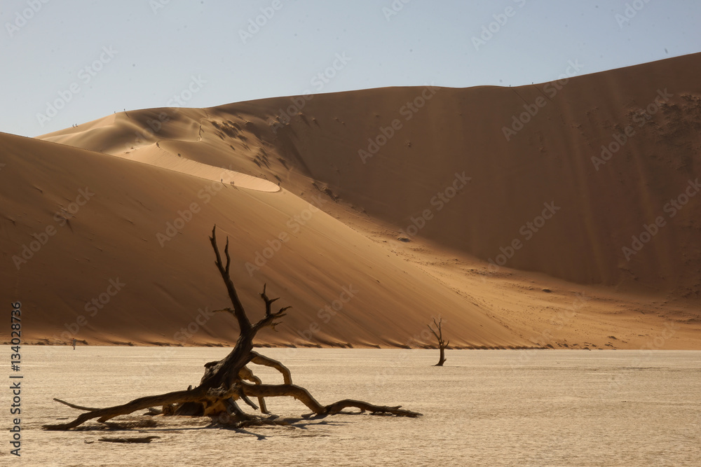 Kameldornbaum, Sossusvlei, Namibia