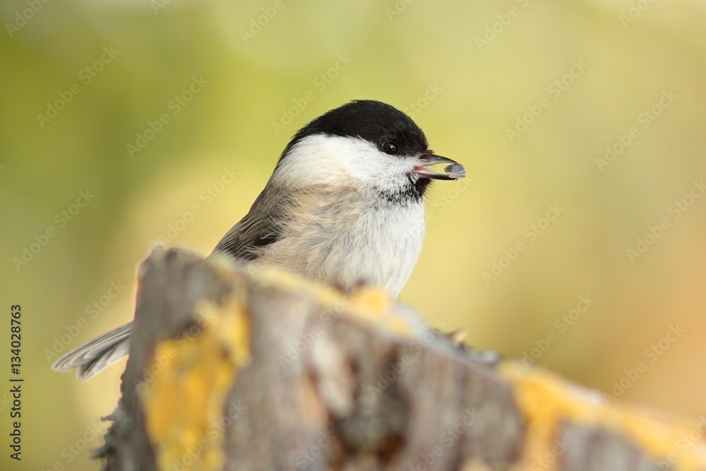 Fototapeta premium coal tit with seed in its beak