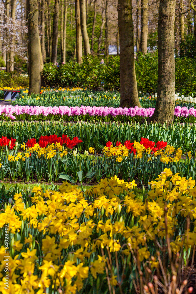 Beautiful garden in spring. Colorful flowers and blossom