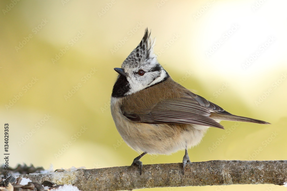 Obraz premium Lophophanes cristatus on twig