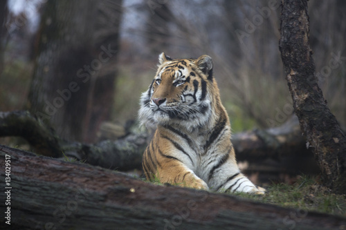 Fototapeta Naklejka Na Ścianę i Meble -  Portrait of siberian or Amur tiger