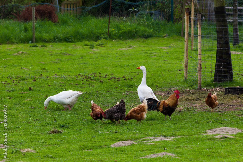 flock of chickens grazing on the grass flock of chickens grazing on the grass