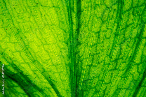 Macro of a green leaf with the sun as the light source that shows a beautifully detailed texture.
