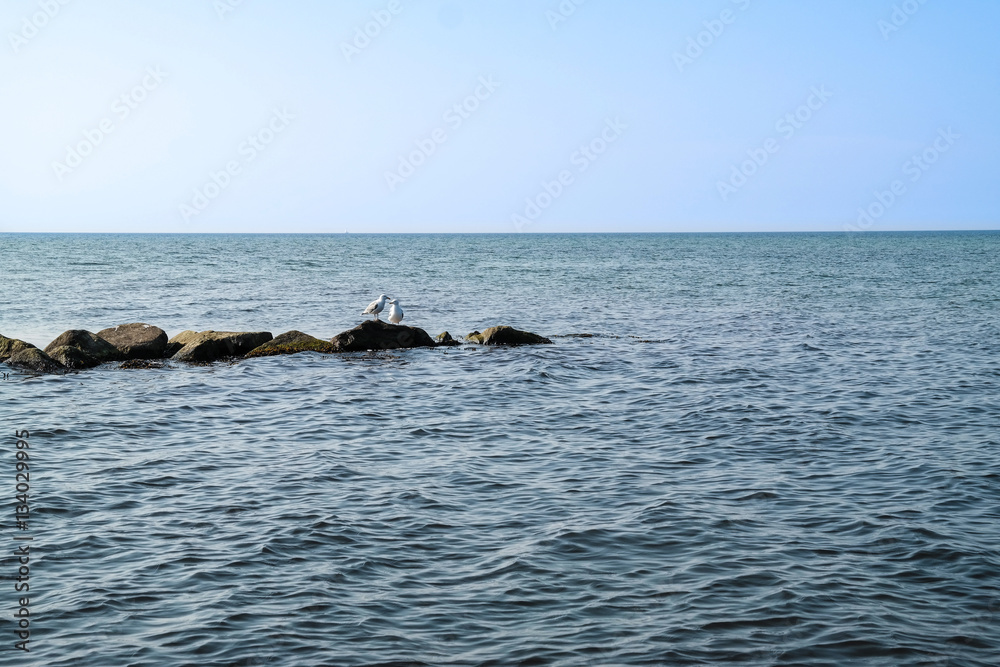 two seagulls on rocks in sea water at baltic sea coast in northern germany