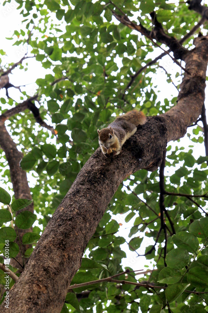 The squirrel is walking on the tree. Bangkok, Thailand.