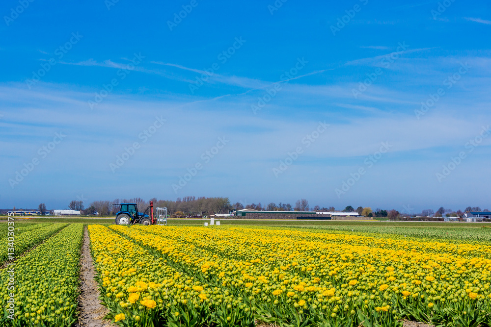 Tulip colorful blossom flowers cultivation field in spring. Keuk Tulip colorful blossom flowers cultivation field in spring. Keuk