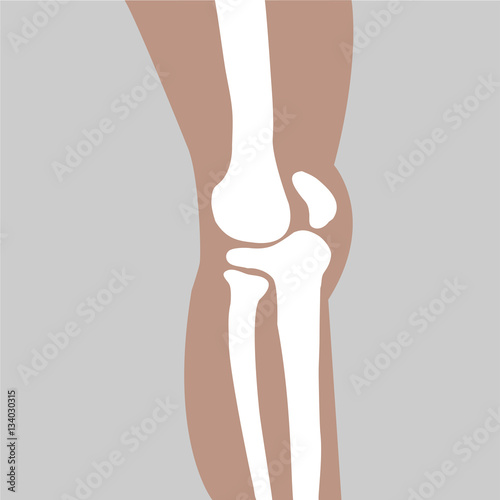 human knee joint