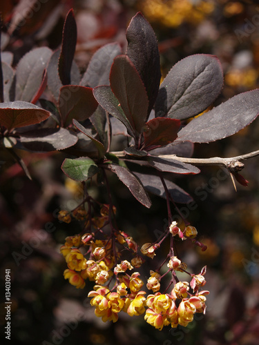 Branch of a blossoming barberry of the ordinary purple photo