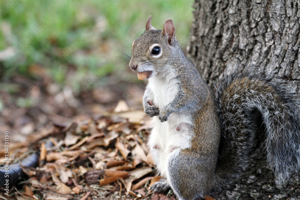 Squirrel eating nuts