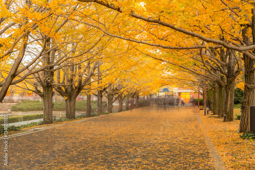 Ginkgo trees Autumn © vichie81
