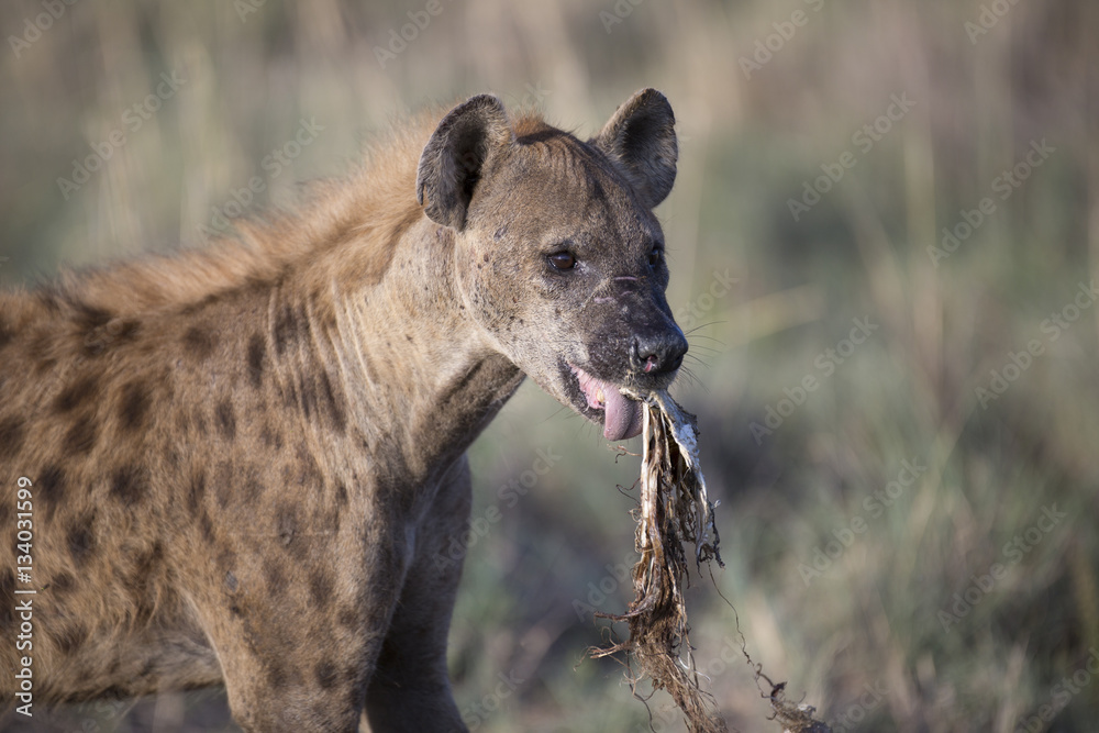 Portrait of african spotted hyena